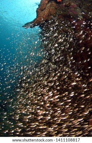 A big school of small glass fish. Underwater world, wide angle photography. Tulamben, Bali, Indonesia. 