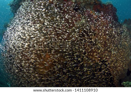 A big school of small glass fish. Underwater world, wide angle photography. Tulamben, Bali, Indonesia. 