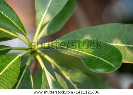 Plumeria - a green leaves close-up in natural light. Pattaya, Thailand.