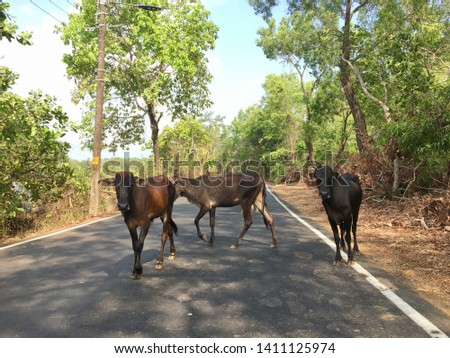 A couple of cows standing in the middle of the road on a hot summer day in Goa, India.