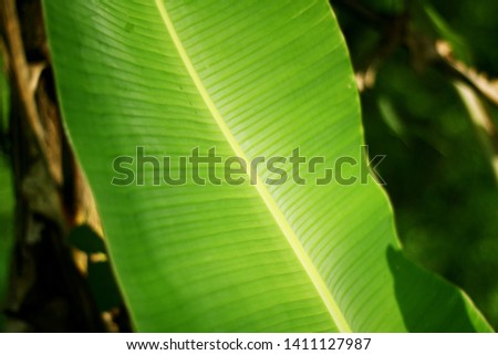 Closeup view of banana leaf on blurred greenery background in garden with copy space for text using as natural background  natural green landscape, fresh wallpaper concept. - Image