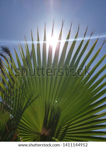 Sun shining through palm tree Turkey