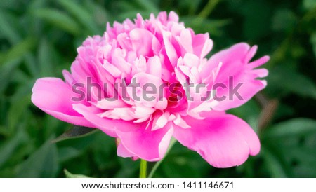 Pink peony on a blurred green background. Sunlight, close-up.