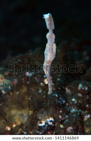 Robust Ghostpipeﬁsh - Solenostomus cyanopterus. Underwater world, diving, macro photography. Tulamben, Bali, Indonesia. 
