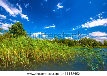 Summer daytime landscape on a lake with grassy thickets on the shore, close-up turquoise water, against the colorful coastline of green trees and a bright blue sky. Ufa, Bashkortostan, Russia.