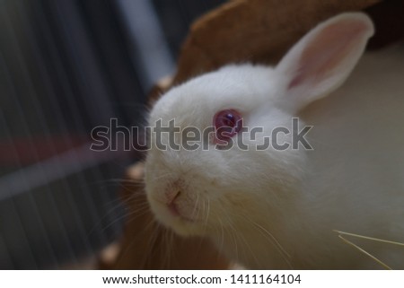 Red eyes rabbit. The picture has blurred background.