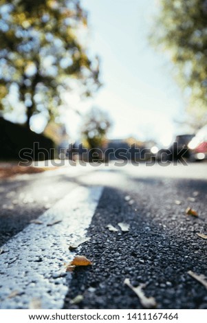 Leaf on the street, autumn, copy space