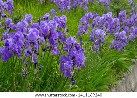 wild iris country flowers and gardens