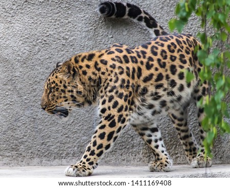 The far Eastern leopard is the rarest subspecies of the Panther family.