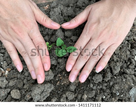 the beautiful hands of woman are planting trees for growth with love, cultivation, environmental conservation