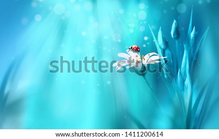 Surprisingly beautiful soft elegant white flower with buds and ladybug on blue background in rays of light macro. Exquisite graceful easy airy magic artistic image nature, copy space.