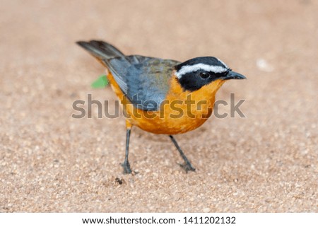 robin bird of the national parks and nature reserves of south africa