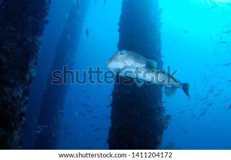 Porcupineﬁsh under the jetty. Underwater world, wide angle photography. Padang Bay, bali, Indonesia. 