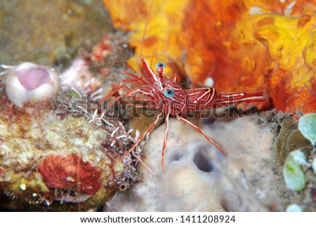 Durban dancing shrimp -Rhynchocinetes durbanensis. Underwater macro photography. Tulamben, Bali, Indonesia.