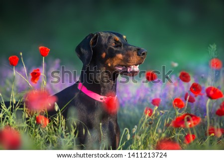 Doberman portrait close up in poppy and violet flowers