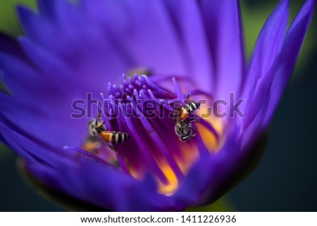 Bees takes nectar from the beautiful purple waterlily or lotus flower. Macro picture of bee and the flower. 