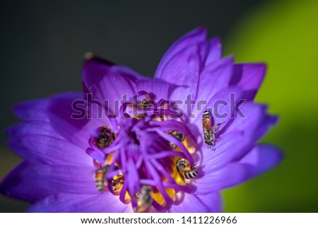 Bees takes nectar from the beautiful purple waterlily or lotus flower. Macro picture of bee and the flower. 