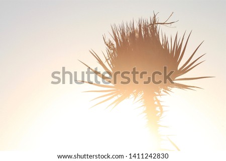 Thorn silhouette summer sunset background
