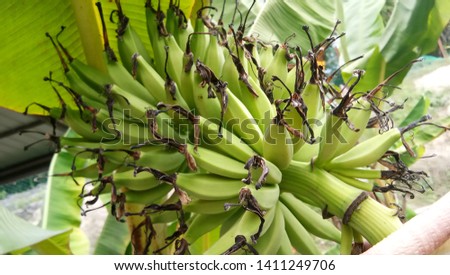 Bunch of green bananas in the garden. Pisang Awak bananas in Malaysia. Agricultural plantation.