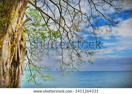 The tree and the sea creating the art of Nature! Most Downloaded Image  | Suitable for Travel agents for Andaman Images|Also suitable for Art Photography
