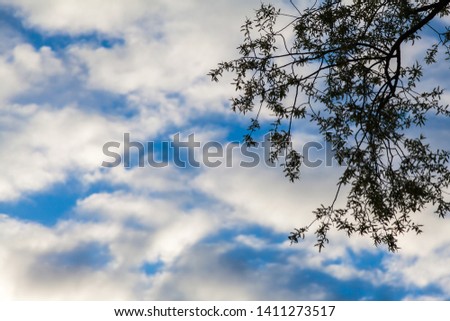 The contour of a tree branch against the blue summer sky covered with picturesque white clouds