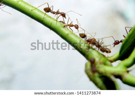 Wonderfull macro ants work together in the tree