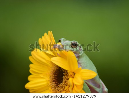 The Frog and The Yellow Flower 