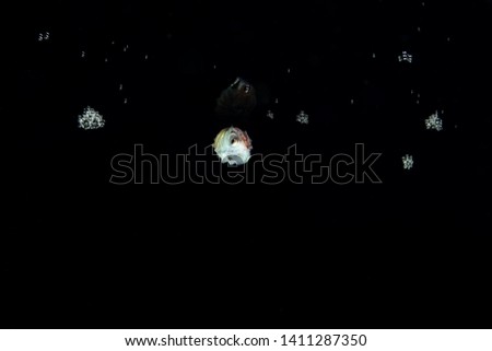 Paper nautilus with reflection on the water surface, Argonauta argo, the argonauts (genus Argonauta, the only extant genus in the family Argonautidae) are a group of pelagic octopuses