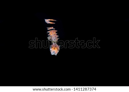 Paper nautilus with reflection on the water surface, Argonauta argo, the argonauts (genus Argonauta, the only extant genus in the family Argonautidae) are a group of pelagic octopuses