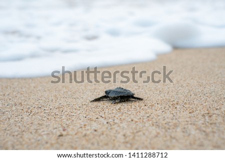 Release young sea turtle on white sand beach in south Malang, East Java / Indonesia. Macro close up photo of endangered ocean species.
