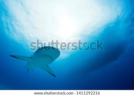 Caribbean Reef Shark (Carcharhinus perezi) Approaching, with Surface and Boat above. Tiger Beach, Bahamas