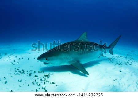 Big, Pregnant Tiger Shark over Sand Bottom. Tiger Beach, Bahamas
