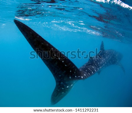 Whale Shark from Rear, Swiming Away Right Beneath the Suface. Tofo, Mozambique
