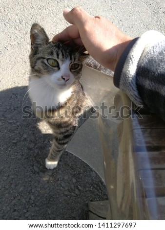 Girl pat the cat outdoor,Homeless cats