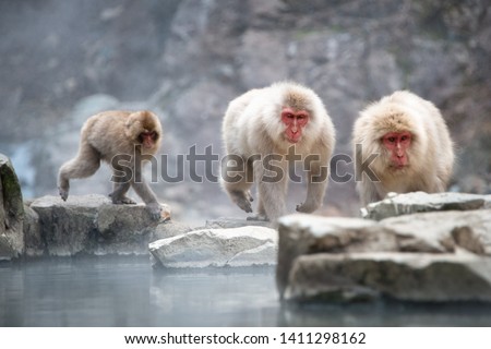Three Japanese Macaque monkeys playing along the hot spring in the Jigokudani (means Hell's Valley) snow monkey park in Nagano Japan Royalty-Free Stock Photo #1411298162