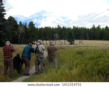 Photographers taking pictures of wapiti (elks) in Jasper National Park, Canadian Rockies