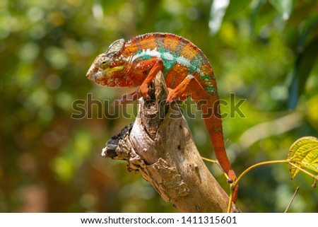 colorful panther chameleon on branch madagascar