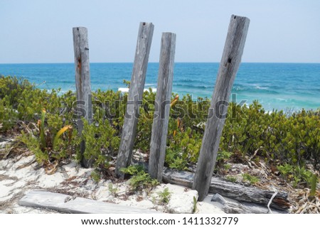 Caribbean image of autochthonous vegetation on the beach with the blue sea in the background, with old wood from a fence in the foreground, in Island Contoy, Mexico