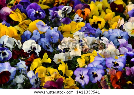flowers on a white background, photo as a background, digital image