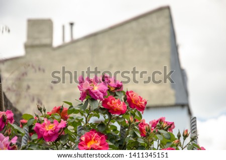 Beautiful flower multicolor roses.  Green leaves as a background. Gentle lighting. Outside. Without people. Amazing nature.