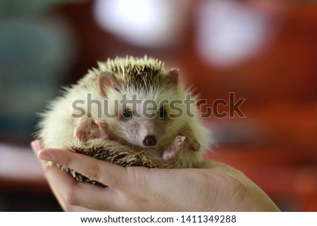 An african pygmy hedgehog on owner hand.