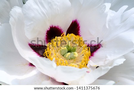 Beautiful big blooming white peony close up