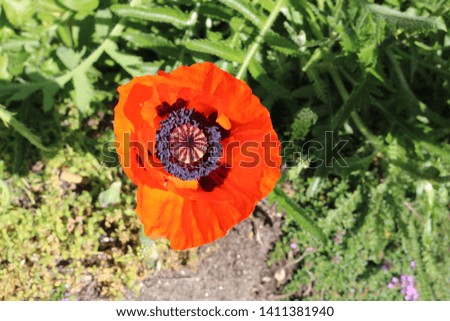 Orange poppy flower in full bloom in backyard garden
