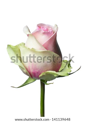 Tropical yellow green rose on white background