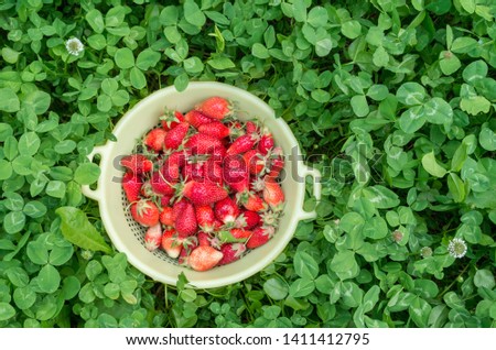 Strawberries. Red strawberries in a yellow bowl. Freshly picked organic strawberries from the home garden. Green background of clover. Natural food, healthy lifestyle