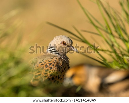 European turtle dove (Streptopelia turtur) among the grass