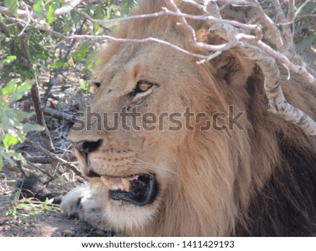 Pictures of lions from a game drive in Africa