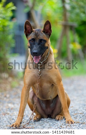  Brown Thai dog is sitting on the ground in the park 