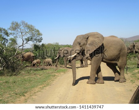 Pictures of elephants from a game drive in Africa