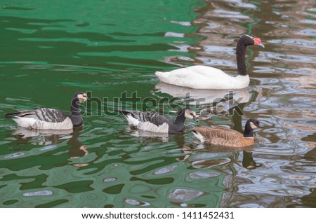 River ducks and black-necked swan. Black-necked Swan species live in South America. This is the smallest of swans. Being on the water, holds the neck with a beautiful bend, slightly tilting his head t